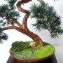 Rośliny, Sztuczne drzewko bonsai sosna w stylu han-kengai (półkaskada) - Sztuczne drzewko bonsai sosna w stylu han-kengai. l
http://dragon.netgaleria.pl/sztuczne-bonsai,39.html