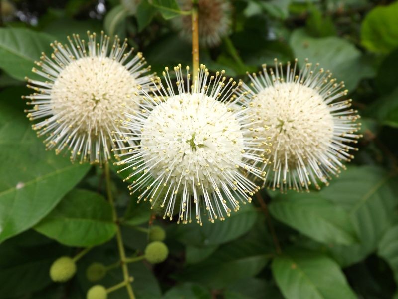 Kwiaty guzikowca zachodniego wyglądają bardzo oryginalnie.