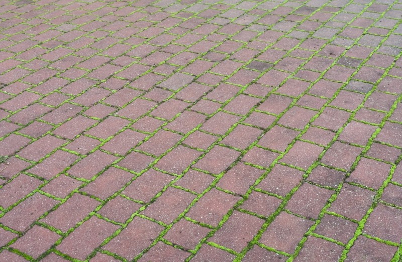 jak usunąć mech z kostki brukowej i tarasu