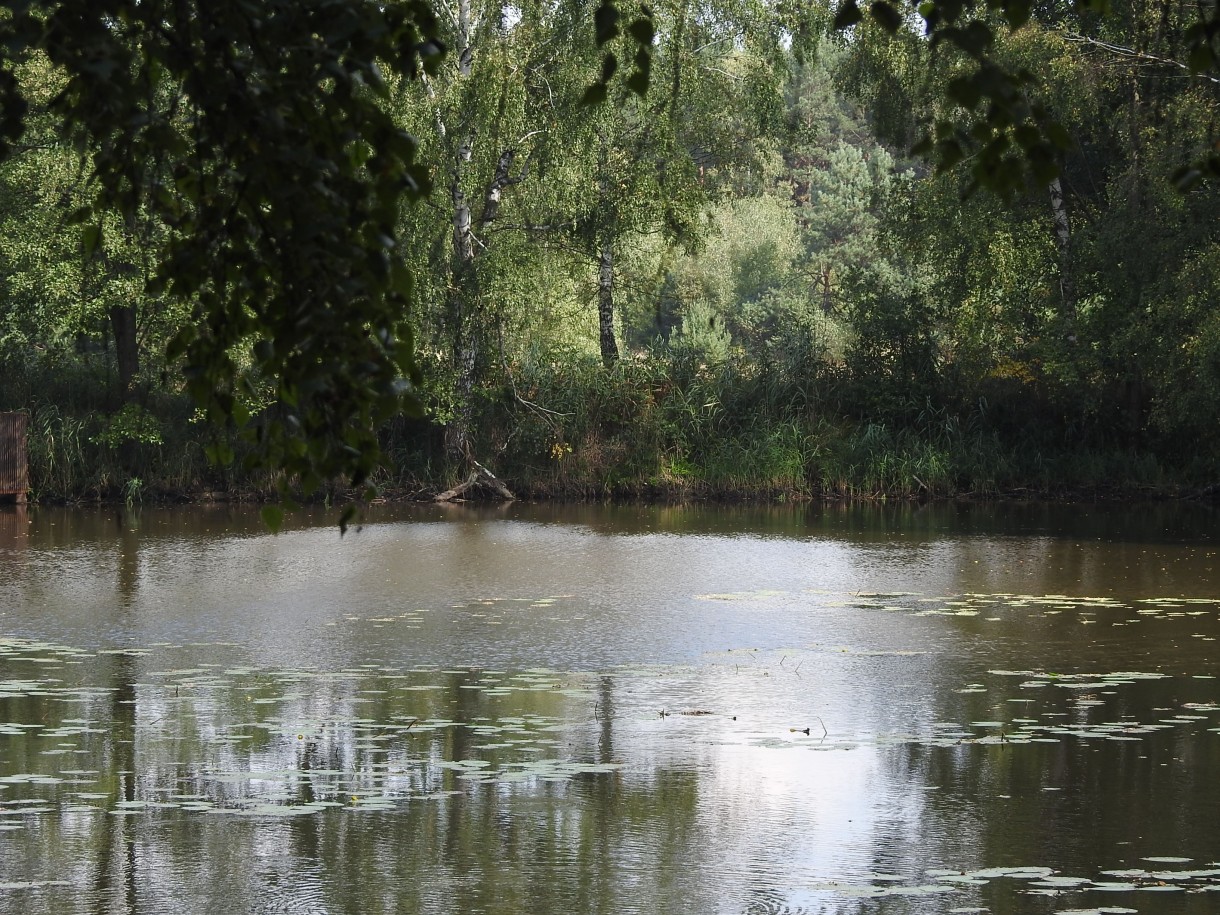 Leśne klimaty, ZWYKŁE I NIEZWYKŁE