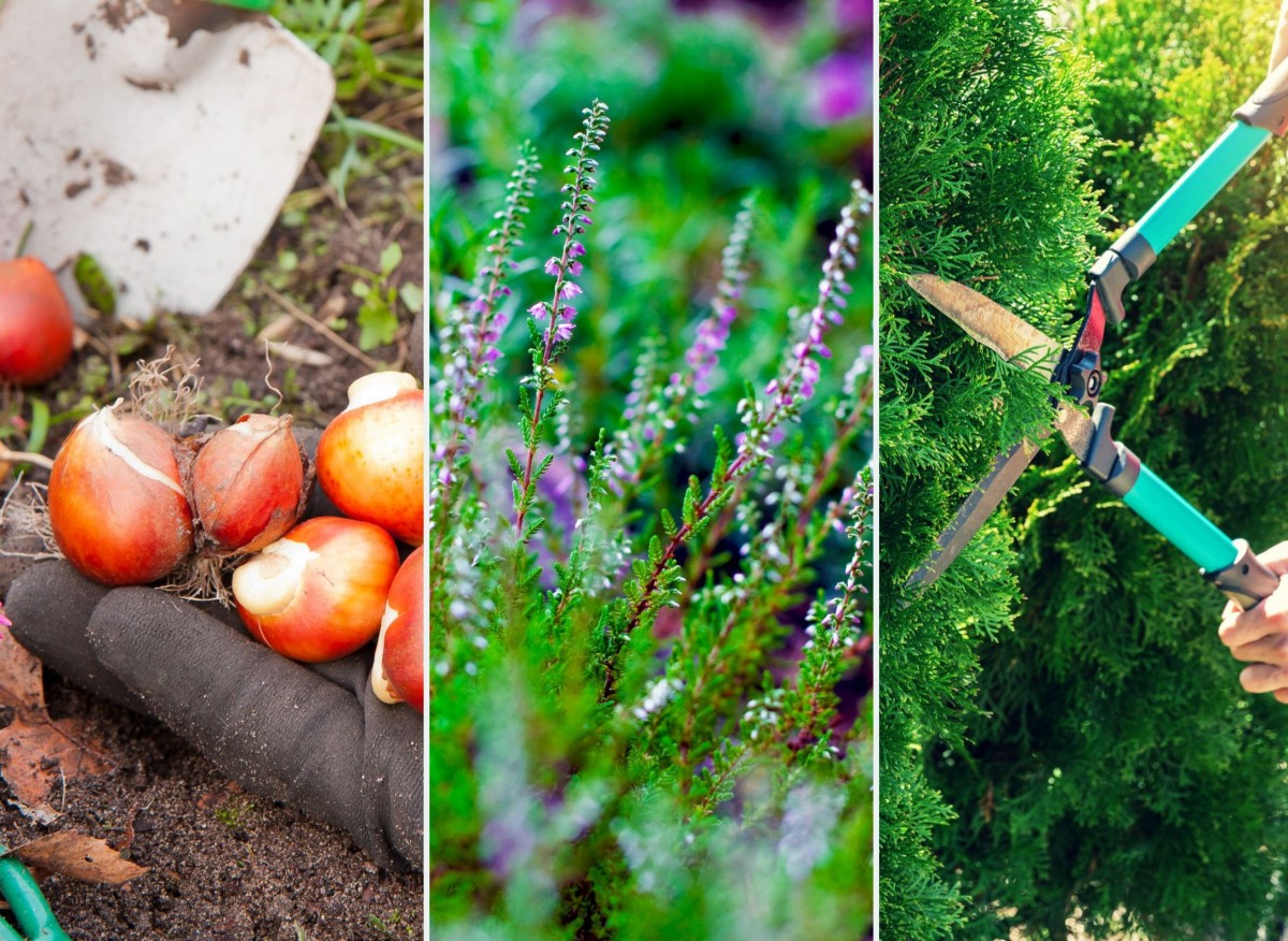 wrzesień w ogrodzie