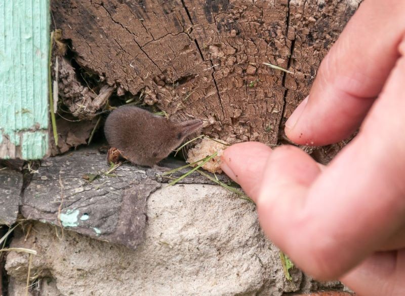 Niewielką ryjówkę aksamitną łatwo przeoczyć.