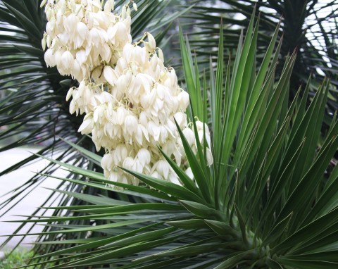 Juka karolińska (Yucca filamentosa)