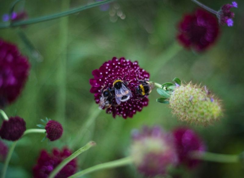 Driakiew purpurowa jest chętnie odwiedzana przez zapylacze.