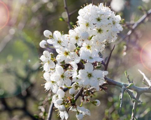 Urocza hybryda wiśni i czereśni dla ozdoby ogrodu. Prunus eminens – wymagania i uprawa