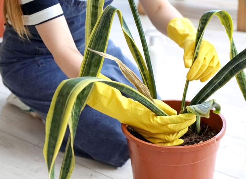 Nadmiar wilgoci w podłożu może doprowadzić do obumarcia sansewierii.