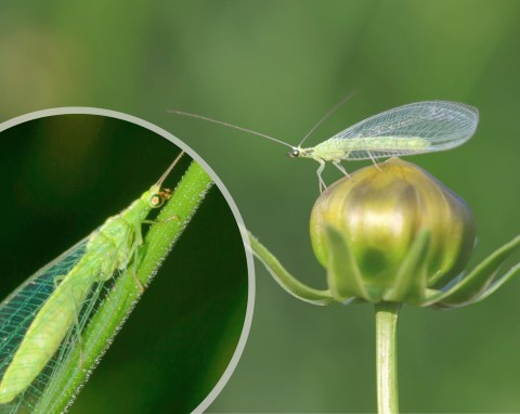 Złotook (Chrysoperla carnea) - pożyteczny owad w ogrodzie. Żywi się mszycami i innymi szkodnikami