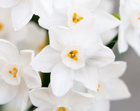 Posadź teraz, a zakwitnie na Boże Narodzenie. Rozniesie zapach pierniczków po całym domu