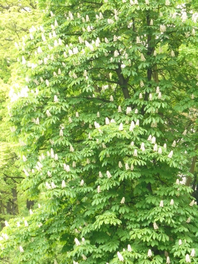 Pozostałe, MAJOWE  UROKI  PARKU  ŚLĄSKIEGO