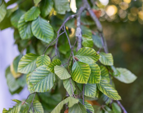 Buk pospolity (Fagus sylvatica)