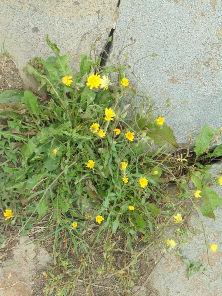 Pozostałe, PIERWSZE  JESIENNE  DNI - I część - PROMENADA NAD GRAJCARKIEM