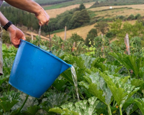 Doskonały nawóz, pogromca szkodników i chorób grzybowych. W sezonie każdy ogrodnik ją robi