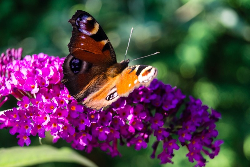 rośliny wabiące motyle