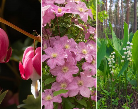 Piękne i niebezpieczne. Trujące krzewy, pnącza i kwiaty z polskich ogrodów
