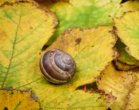 Ślimaki właśnie przygotowują się do zimy. Możesz im przeszkodzić, wiosną nie będzie ich w ogrodzie