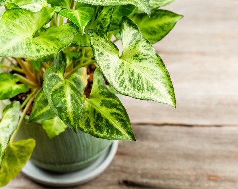 Syngonium stopowcowe (Syngonium Podophyllum)