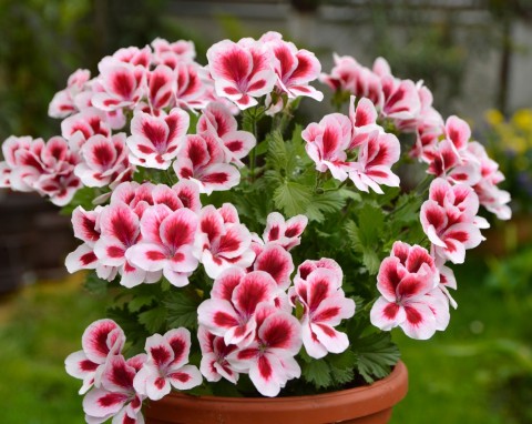 Pelargonia wielkokwiatowa (Pelargonium grandiflorum)