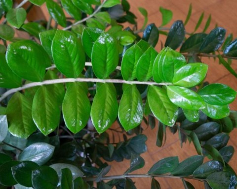 Potnij na kawałki i zakop w doniczce. Zamiokulkas będzie piękny jak nigdy wcześniej