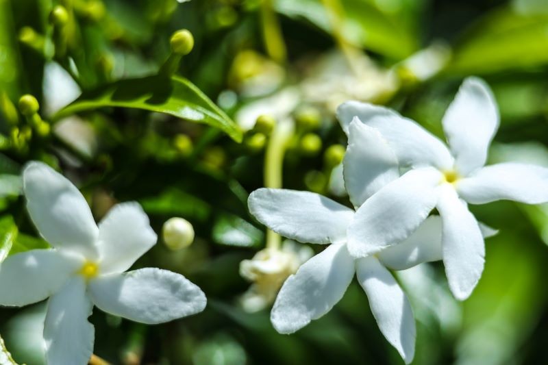gardenie