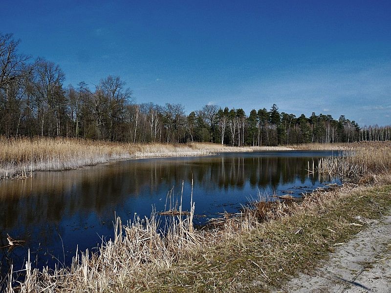 Pozostałe, Marzec u mnie -  uroczy stawek