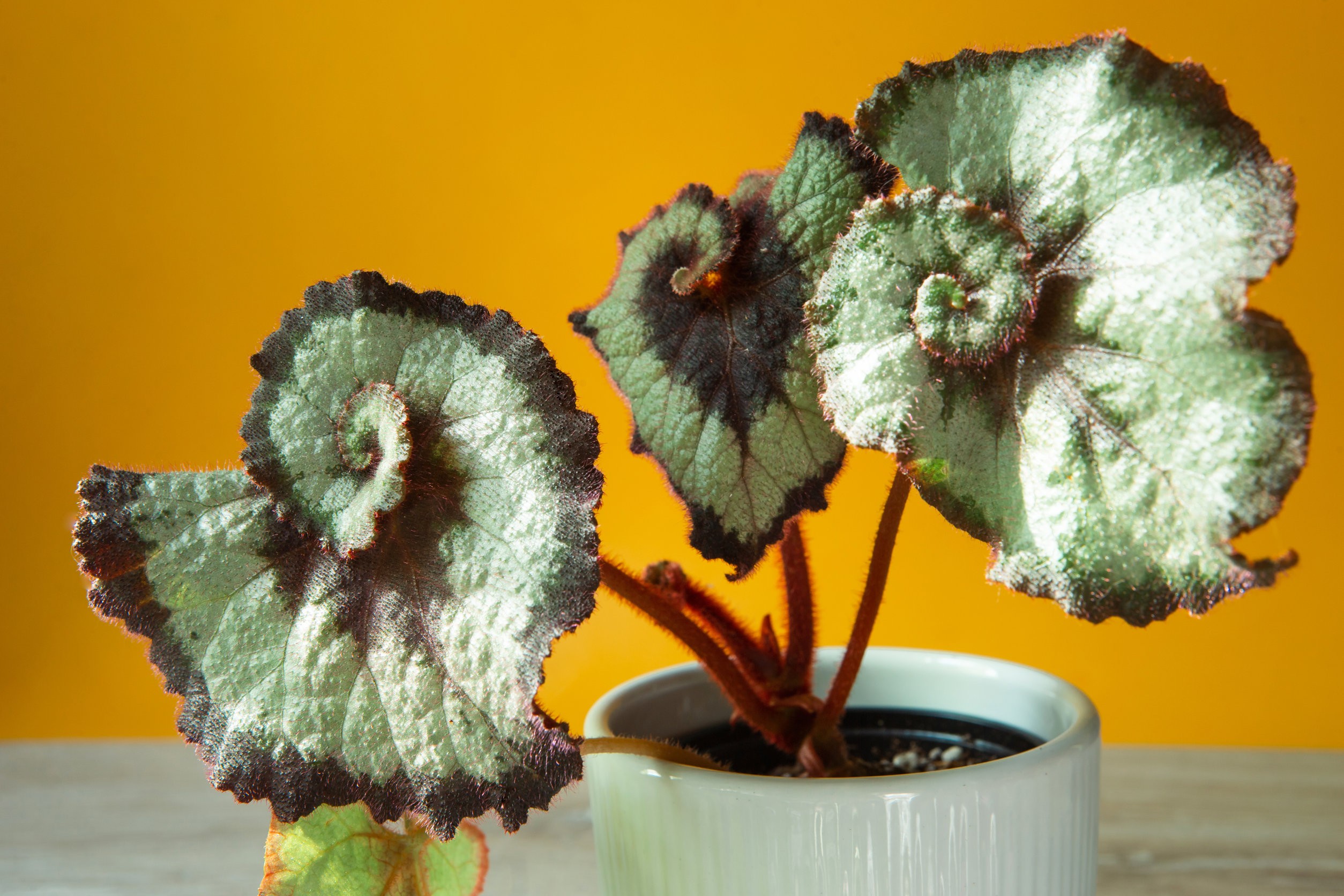 begonia rex