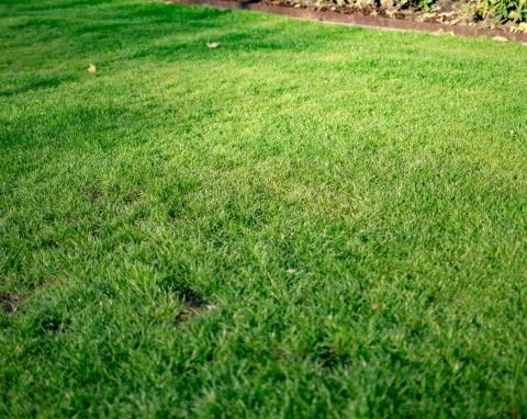 Amerykański sposób na zielony, gęsty trawnik. Termin siewu dziwi polskich ogrodników