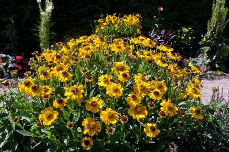 jak dbać o kwiaty w ogrodzie latem