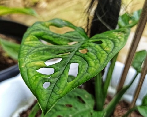 Monstera Adansona (Monstera adansonii)