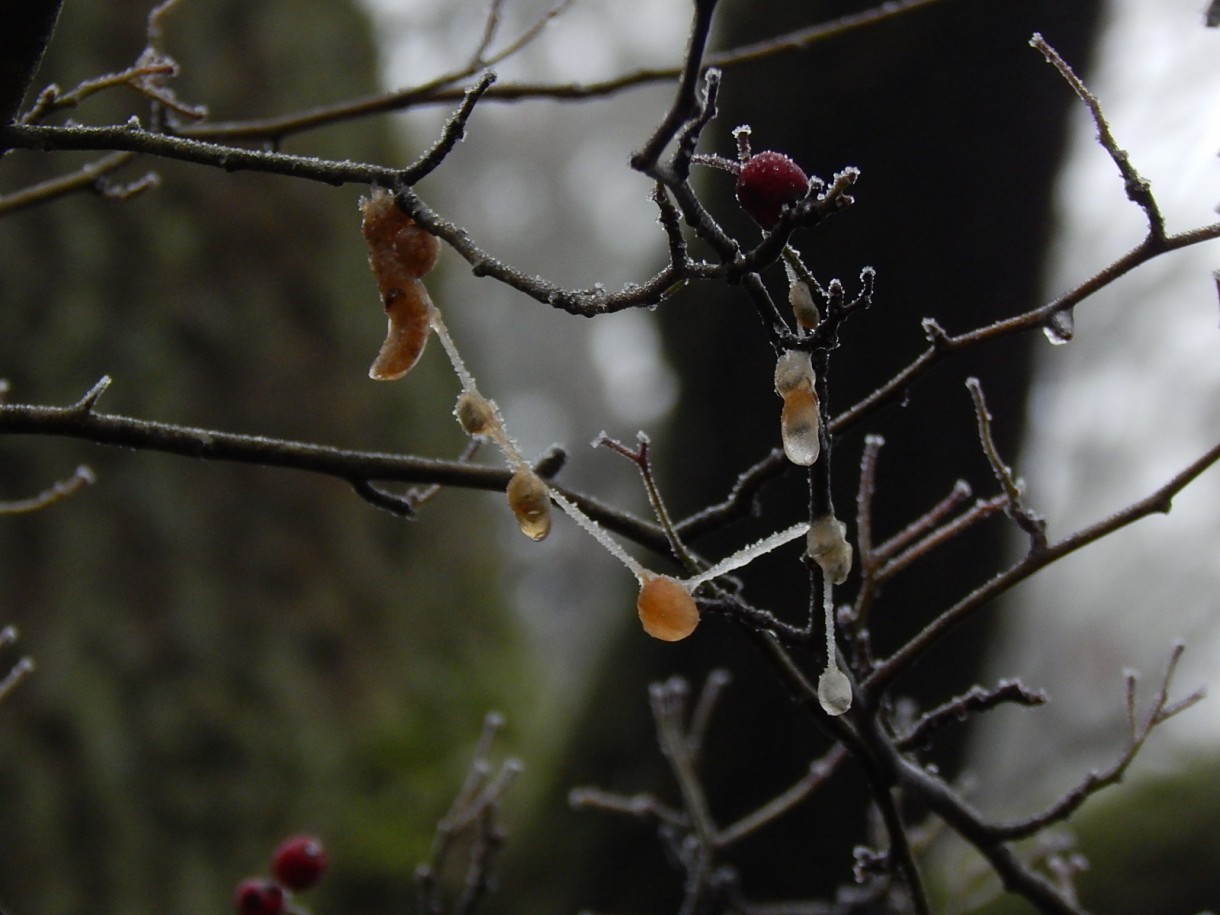 Leśne klimaty, WINTER ART ...