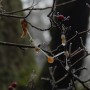 Leśne klimaty, WINTER ART ...