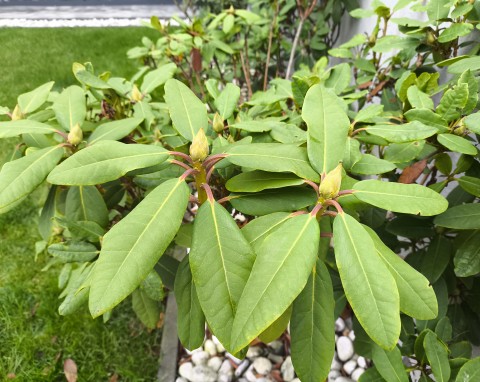 Jak zadbać o rododendrony przed zimą? Kilka prostych wskazówek, by wiosną zakwitły jak nigdy dotąd