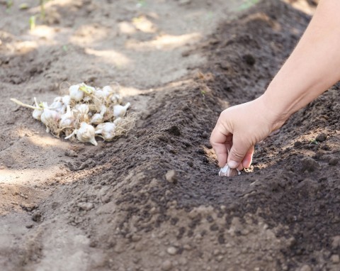 Sadzenie czosnku jesienią. Najlepsze odmiany i sposób sadzenia, który gwarantuje duże plony