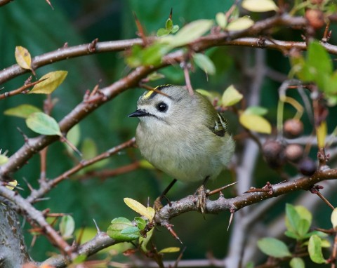 Najmniejszy ptak w Europie gości w polskich ogrodach. Jak przyciągnąć mysikrólika do ogrodu?