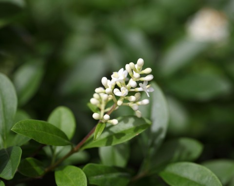 Ligustr pospolity (Ligustrum vulgare)