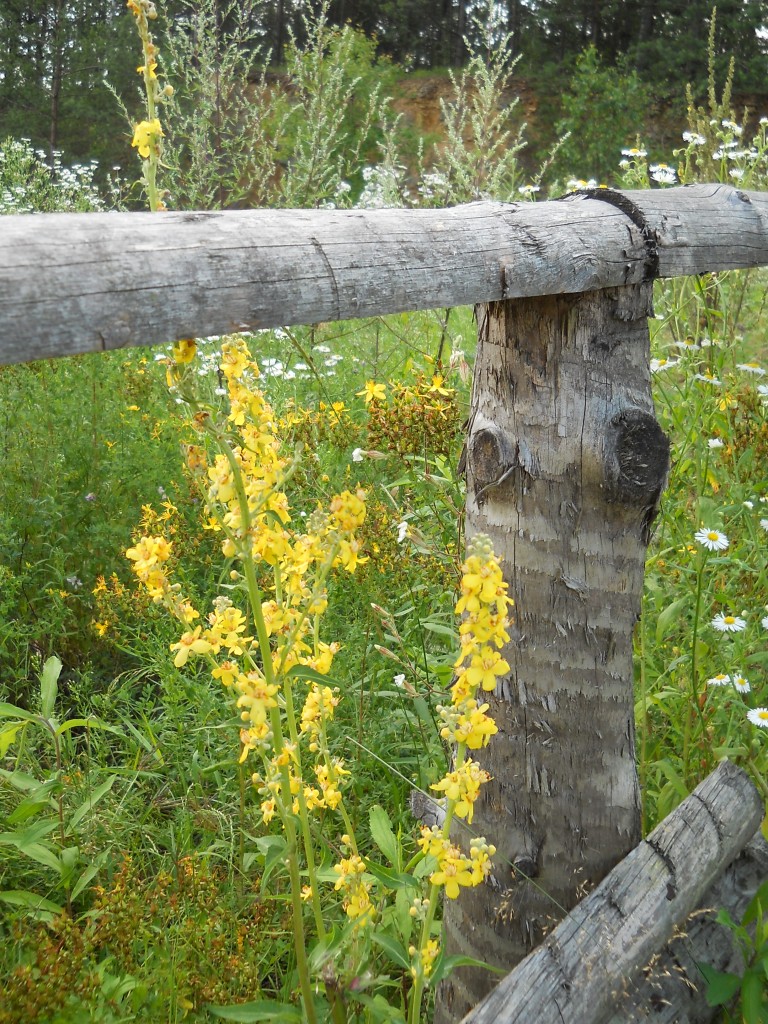 Pozostałe, Arboretum Gródek - polskie Malediwy. - ..kolorami, formami..