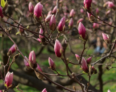 Nawożenie magnolii na przedwiośniu. Czym ją podsypać, żeby wspaniale kwitła?