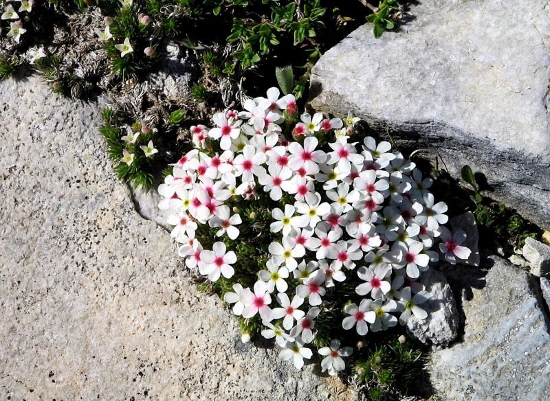 Naradka alpejska w naturze występuje na terenach górskich.