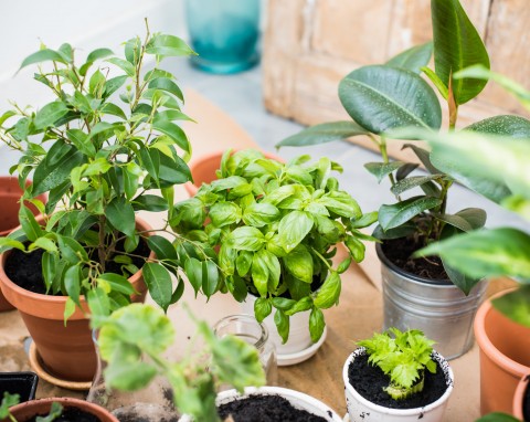 Czy wystawiać domowe rośliny na balkon lub taras?