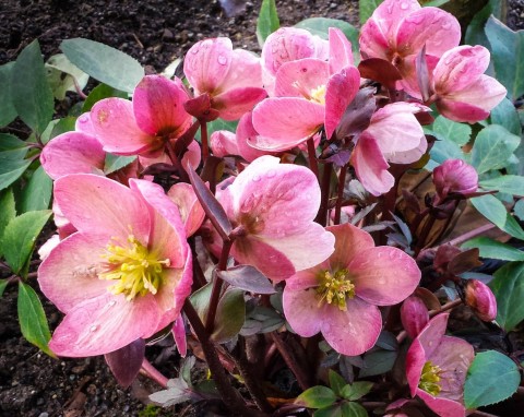 Ciemierniki będą bujnie kwitły aż do wiosny. Wystarczy zadbać o 3 rzeczy