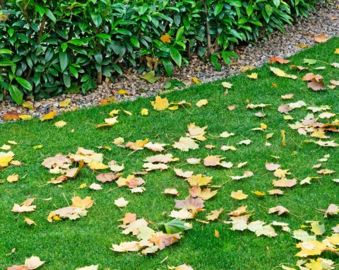 Jak zabezpieczyć trawnik na zimę? 5 prac sprawi, że wiosną będziesz mieć zielony, puchaty dywan