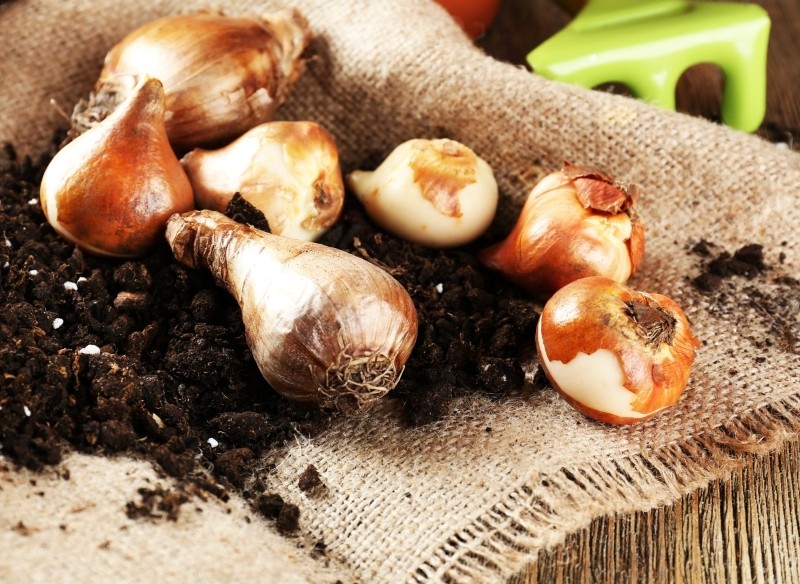 jak sadzić tulipany w donicach