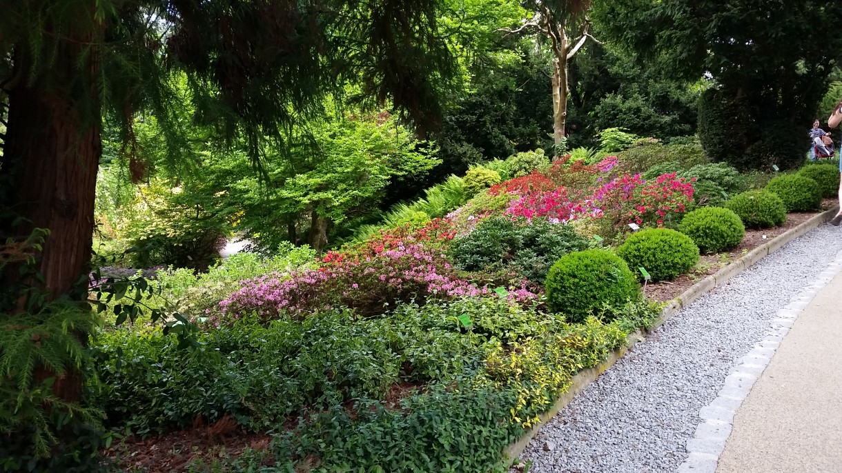 Pozostałe, Zakwitly rozaneczniki i azalie w arboretum