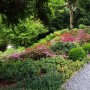 Pozostałe, Zakwitly rozaneczniki i azalie w arboretum