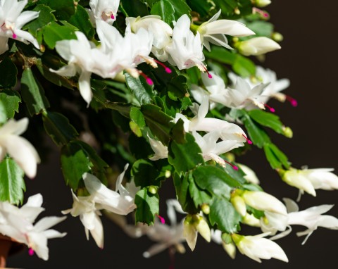 Dlaczego grudnik robi się fioletowy? Przygotuj mu odżywkę, a znów się zazieleni i zakwitnie bujniej