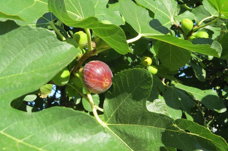 Smak fig zmienia się w miarę ich dojrzewania.