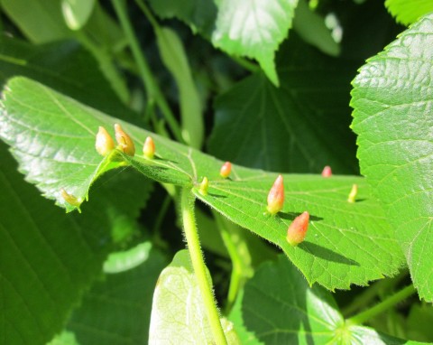 Lipa drobnolistna (Tilia cordata)