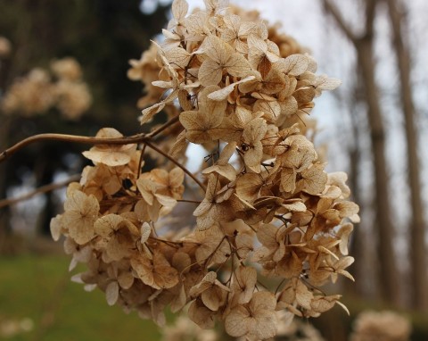 Grudzień to dobry czas, by zrobić ważną rzecz przy hortensjach. Zakwitną dwa razy większe