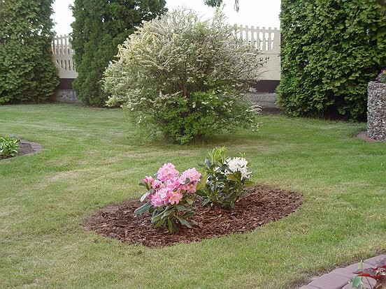 Ogród, Mój wiejski ogród - nowo posadzone rododendrony, zobaczymy jak im u nas bedzie