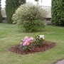 Ogród, Mój wiejski ogród - nowo posadzone rododendrony, zobaczymy jak im u nas bedzie