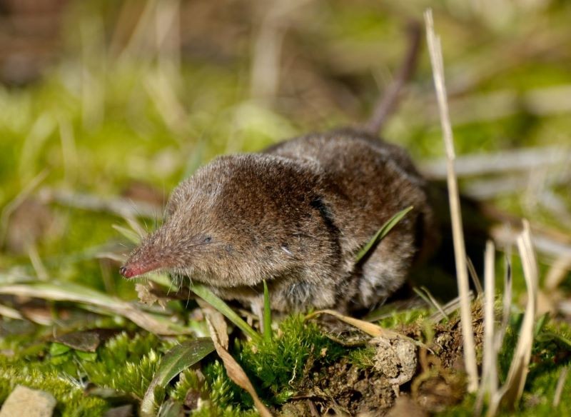 Nie pomyl ryjówki aksamitnej z myszą lub nornicą. Fot. CanvaPro